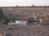 Etosha 2 022